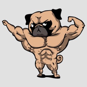 Pug musculoso